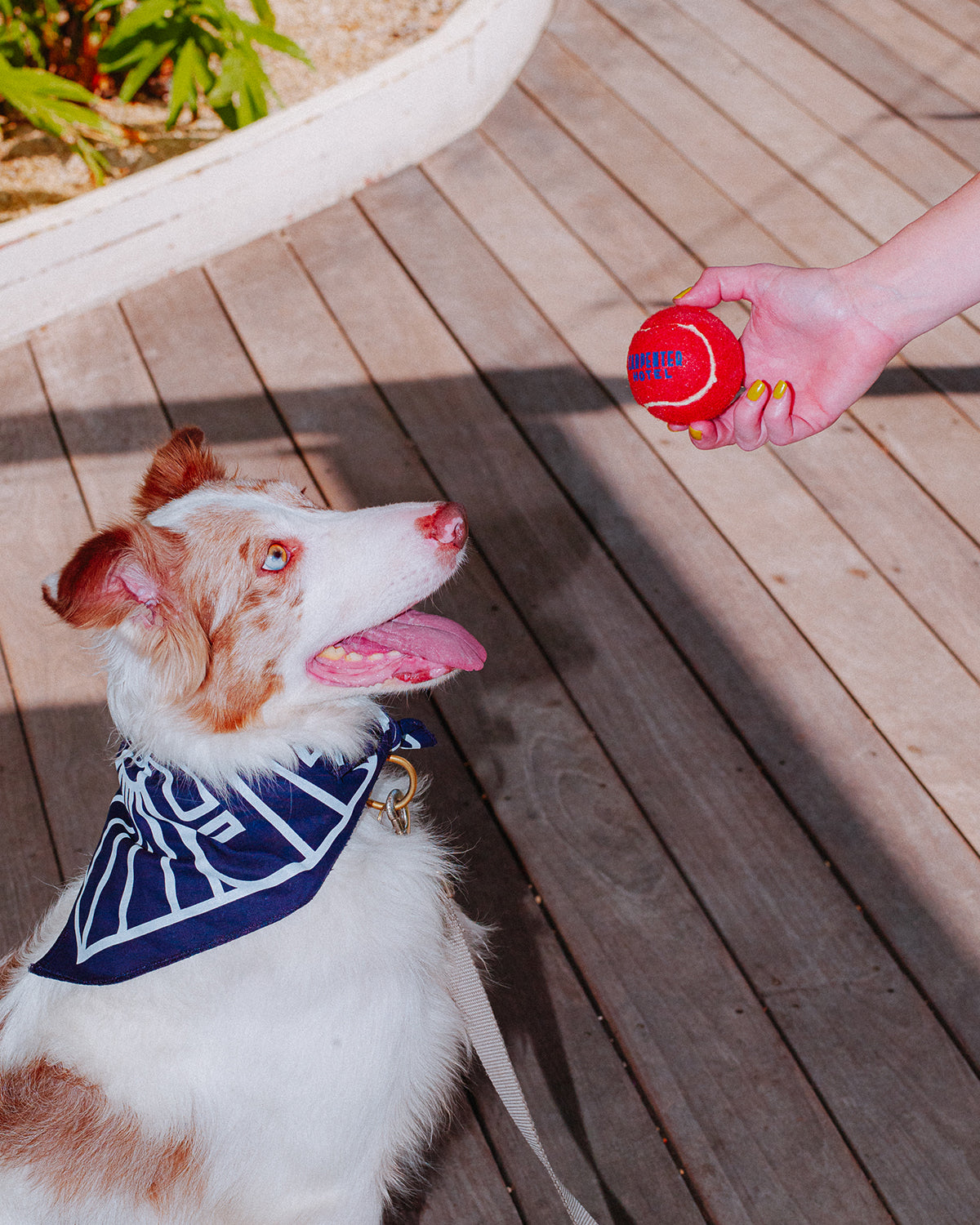 Carpenter Hotel Dog Ball